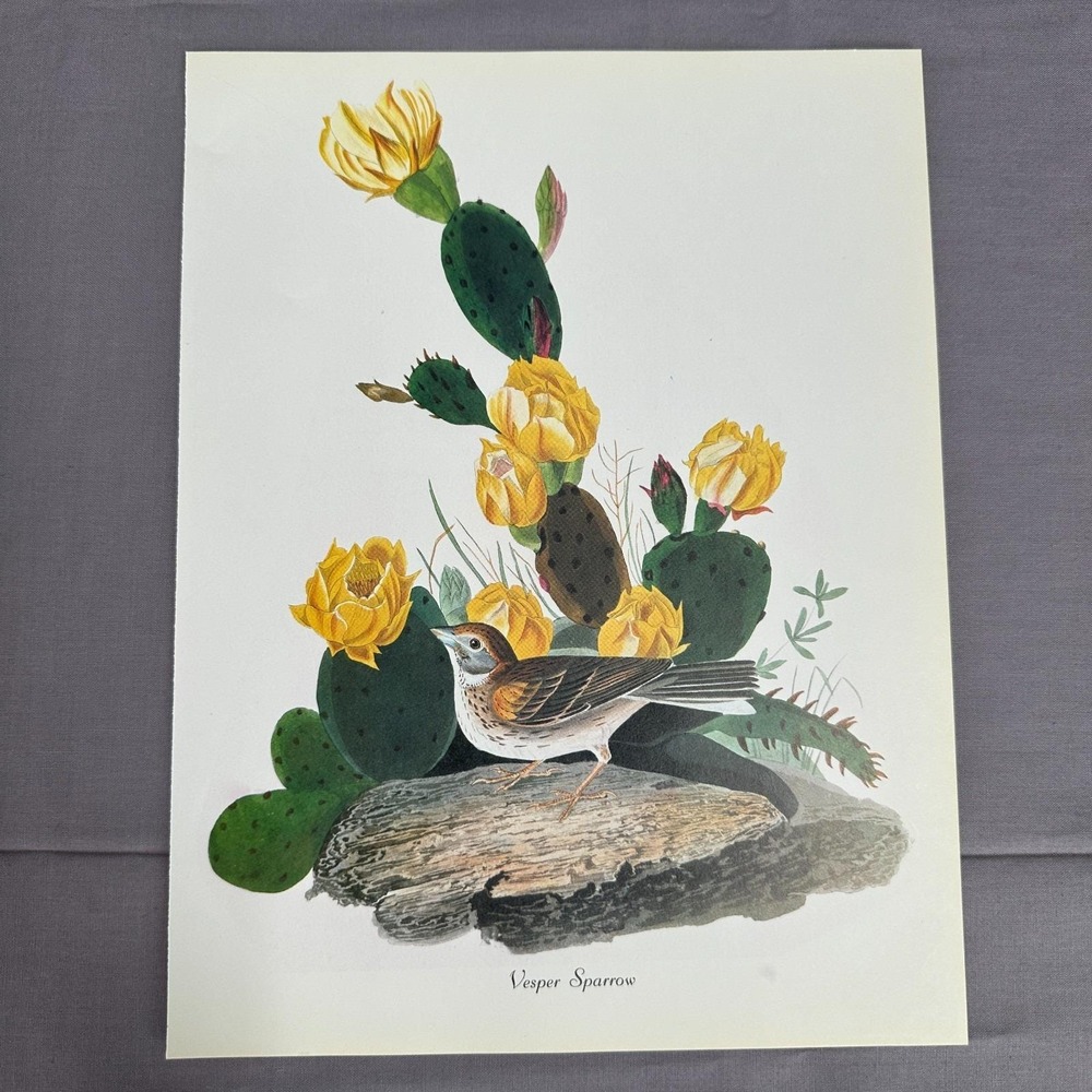 1950 Vintage Print Vesper Sparrow American Bird Art Illustration Audubon